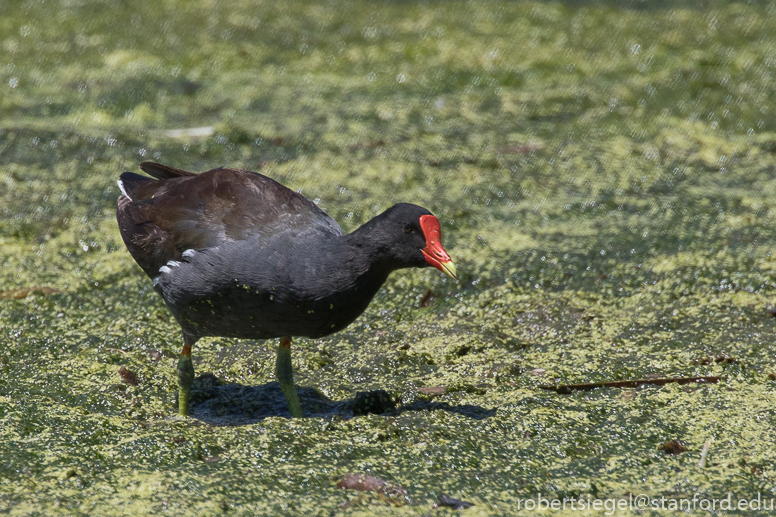 emily renzel wetlands